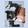 getrichdog._.520