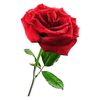 ali.malik5189