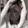 adorabilefrenchie