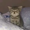 vexohd