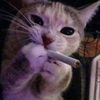 chizzeu_