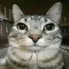 vanek_like