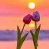 ahmad889311