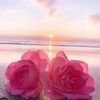 ranim.nourhene