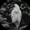 zalone969