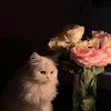 se_4queen