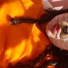 chiquip_78