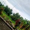 ikaajha46