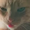 rafaefar3up