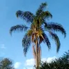 rafaela.ferraz5