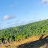 vivendonopresentee