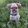 dog25268