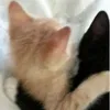 rosesareredmineare.white