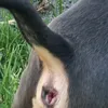 darkteub