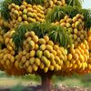 ahmed.ahmed4466