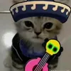 main_poco1001