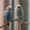 thebudgies