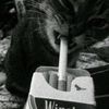 mycatiscute16