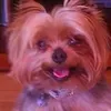 toiocaa