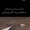 abdul.qadir095