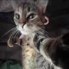 meowwww473