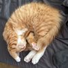 dailydoseofkitties6741