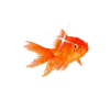fishnumberseven