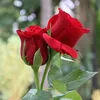 suraa_334