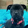 uguettestaffie