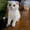 hodes.me