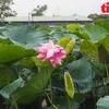 ngoc.nhu8686