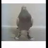 ._.simone._0
