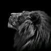 black_lion.7