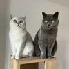pacoandpepi