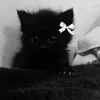 bflksjrjksokejwhp_2