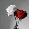 anabiya.noor437