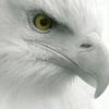 dr.north.falcon