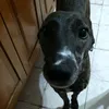 more_bustamante_boccia