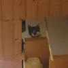 tim.ahri.mn