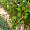abanapamafarm