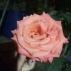 lobitaneivy