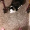 pameladowning26
