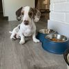 otis.the.wiener.h