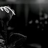 jamalhosen498