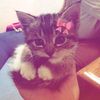 byoochii_