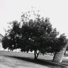alhairi_