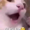 chihanmetwacungoi
