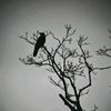 ainkyin195