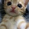 miris_048