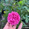ahmed.ali6543